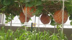Check spelling or type a new query. Dress Like A Cute Scientist Katie S Disney Trip Part 2 Of 3 Pumpkin Trellis Growing Pumpkins Grow Pumpkins Vertically