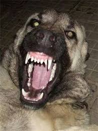 pin by thomas beck on armando leon landaveri kangal dog massive dog breeds huge dogs