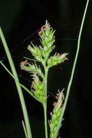 Image result for Carex chlorosaccus