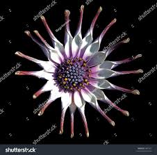 Image result for Nesogenaceae