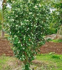 Image result for Murraya paniculata