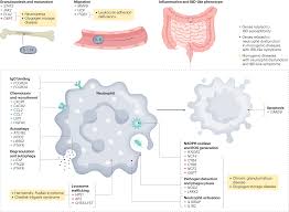 Image result for Neutropenic Colitis