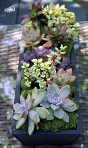 Collection by tana holly • last updated 8 weeks ago. Beautiful Succulent Arrangements Lydi Out Loud