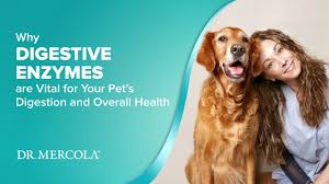 Homeopet digestive upsets works on many levels to help. Dr Mercola Healthy Digestive Enzymes Products And Knowledge