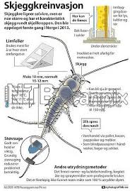 De er hårete, har lange følehorn og kan vrimle i tusentalls. Boligselger Anker Milliondom I Skjeggkre Sak Innenriks