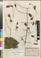 Image result for Hippocratea delagoensis