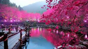 Download for free on all your devices computer smartphone or tablet. Travel Reflection Flower Hanami Cherry Blossom Cherry Blossom Lake Sakura Japan 1918165 Hd Wallpaper Backgrounds Download