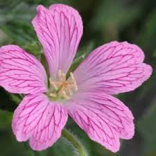 Image result for Melasma calycinum