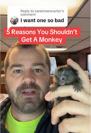 Dangers of Owning A Pet Monkey