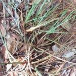 Image result for Cyperus amabilis