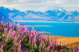 Ultimate To Guide To Lupins In New Zealand The Road Trip New Zealand