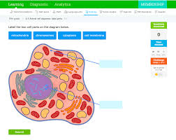 There is a printable worksheet available for download here so you can take the quiz with pen and paper. Plant Animal Cells