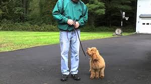 Maybe you would like to learn more about one of these? 8 Things To Know About The Miniature Goldendoodle Mini Goldendoodle Animalso