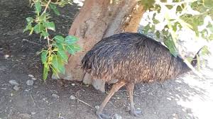 شاهد بالفيديو النعام اكبر طائر في العالم ويبيض اكبر بيضه في العالم places to visit animals bird