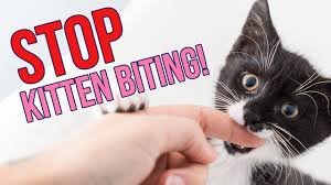 Cats meow for a variety of reasons. How To Stop Kittens From Biting You 6 Tips Youtube
