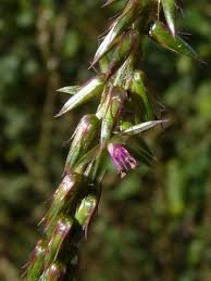 Image result for Achyranthes