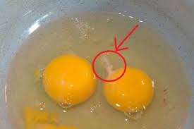 Leave on for 20 minutes, rinse with cool water and shampoo the hair. The White String Chalazae In Egg Is Used For Face Or Hair Quora