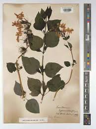 Image result for Ruspolia australis