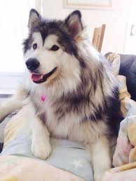 The Generation Nation Pretty Dogs Cute Animals Malamute Dog
