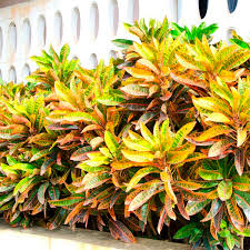 It's a good sized plant measuring 21 wide x 26 tall. Croton Outdoors Codiaeum Variegatum My Garden Life