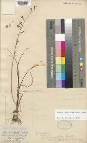 Image result for Dipcadi longifolium