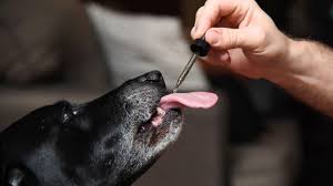 To find the right dosage for your dog, check out our cbd dosage chart for pets. Opinion Why You Shouldn T Give Your Pet Cbd Or Marijuana Marketwatch