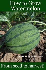 Use These Tips On How To Grow Watermelon In Your Garden This Summer Gardening Tips For Growing How To Grow Watermelon Watermelon Plant Easy Vegetables To Grow