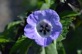 Image result for Nicandra physalodes