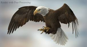 3d American Bald Eagle Rigged Model Turbosquid 1171904 In 2020 Bald Eagle American Bald Eagle Artist