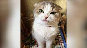Best Corona Vaccine Is Laugh Funniest Cats Ever Youtube