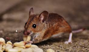 4 homemade pest control remedies. A Guide To D I Y Pest Control In Australia Australia Guides
