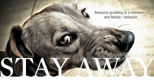 Dog resource guarding or food aggression is scary, but there is hope. Resource Guarding In Dogs Solving This Troubling Problem The Bark