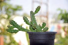 Overwatering is the number one cause of cactus death, especially for potted plants. Guest Post How To Save Dying Cactus