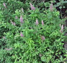 Image result for Spiraea douglasii