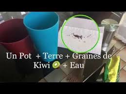 Epingle Par Severine Sur Jardin Faire Pousser Un Arbre Kiwi Comment Planter
