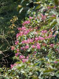 Image result for Dichaetanthera