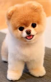 Black And Tan Teacup Shiba Inu Puppy It S Boo Cute Teacup Puppies World Cutest Dog Pomeranian Puppy Teacup