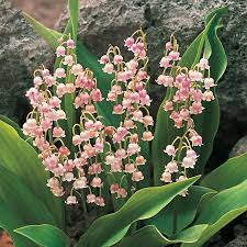 Cool winter temperatures are required to allow a proper dormancy period. Pink Lily Of The Valley Ground Cover Spring Hill Nurseries