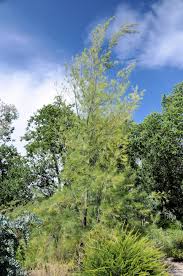 Image result for Casuarina verticillata