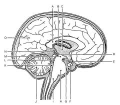 Information conveyed through the nervous system moves along networks of cells called neurons. 07 3c U7p2 Part C Central Nervous System Brain Structures Diagram To Label Flashcards Quizlet