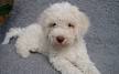 Fine dogs for Fine homes Lagotto Romagnolo puppies for sale