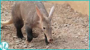 28 Animals That Eat Ants: Natural Ant Predators (Mammals, Birds, Insects) »  The Buginator