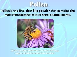 Maybe you would like to learn more about one of these? Vascular And Nonvascular Plants Flowering Plant Reproduction Vascular
