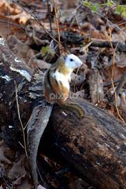 A Piebald Animals Google Search Unusual Animals Baby Animals Pictures Animals