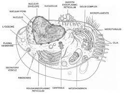 Animal cells and the membrane bound nucleus. Animal Cell Diagram Art Print By Science Source