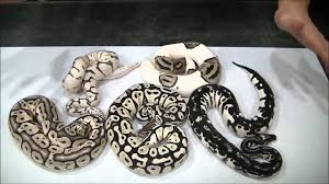 Jun 14, 2015 · the stormtrooper has been on display at the big, big shows and at one point had a $50k price tag. 2016 Season Jd Constriction