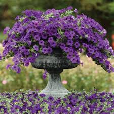 Regardless of requirements, attain utmost satisfaction with the shopping of superlative. Easy Wave Blue Spreading Petunia