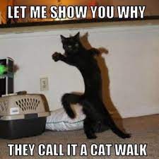Cat Walk Kittens Funny Cat Memes Funny Animals