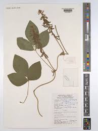 Image result for Neonotonia wightii