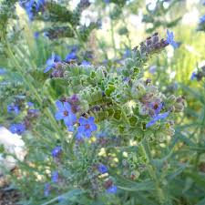 Image result for Anchusa capensis